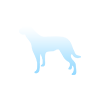 实体模特犬