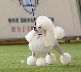 A级专修班
