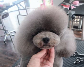 模特犬地鼠美容全过程