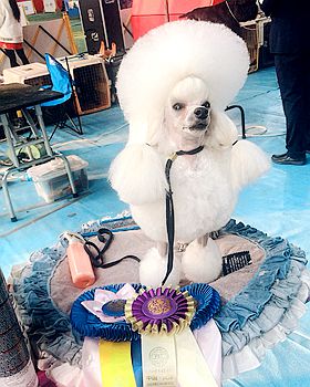 宠物美容师培训机构的教学优势有哪些