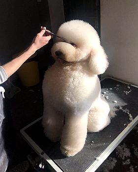 哪类人群适合前往宠物美容师培训机构参与学习
