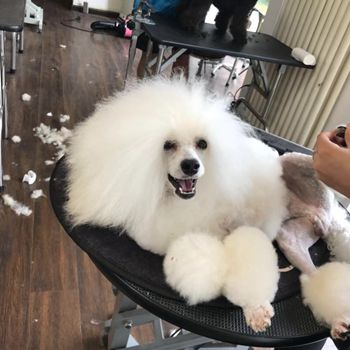 宠物美容师培训机构的课程类别有哪些