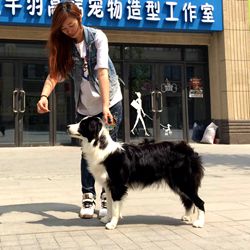 如何选择宠物美容师学校