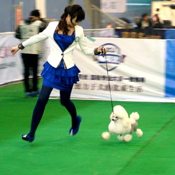 通过宠物美容师培训能够学到哪些技能