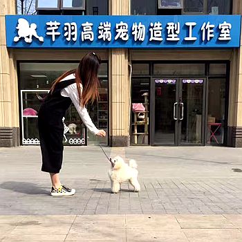 宠物美容师培训都有哪些项目