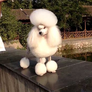 参与专业培训宠物美容师课程可以得到什么