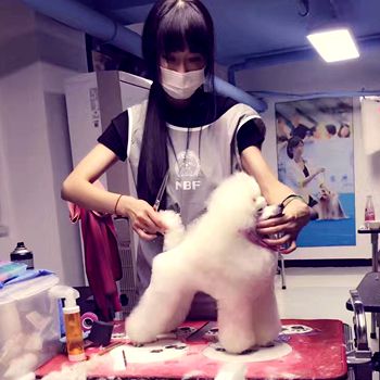 宠物美容培训班的发展前景如何