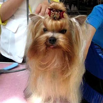 参加宠物美容师培训要注意哪些问题