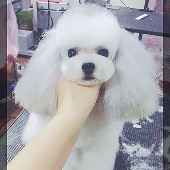 选择优质宠物美容培训班需要哪三大条件