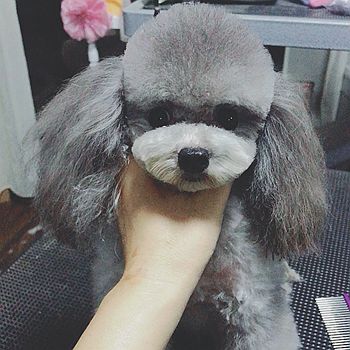 宠物美容师培训有哪些课程可以选择