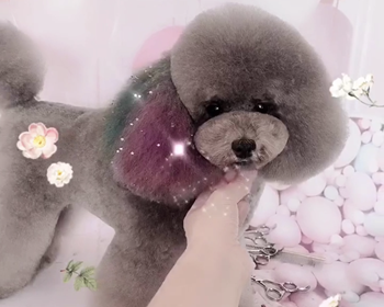 芊羽种公地鼠泰迪装创意造型