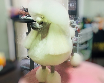 芊羽赛级玩具贵宾犬佐裴尔欧陆装