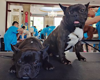 小佩洗护班