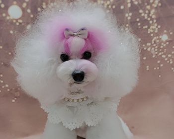 模特犬抱抱泰迪装造型