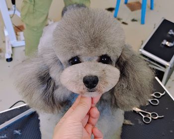 萌系修剪练习