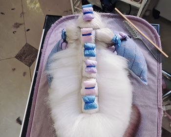 长毛犬包毛护理