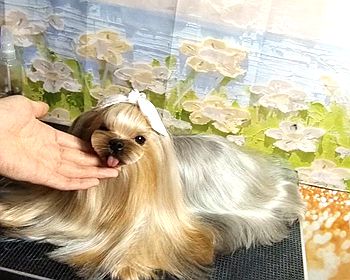 约克夏犬改造日记