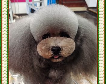 贵宾犬泰迪装—模特犬海绵