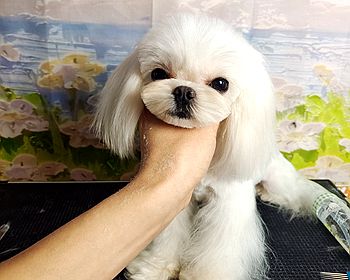 马尔济斯犬日常装束