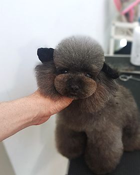 巧克力泰迪改造计划