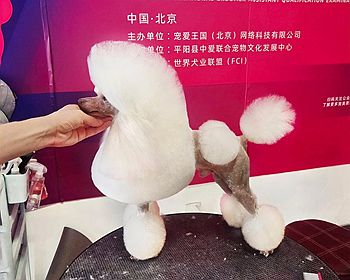 贵宾犬欧陆装—Stark