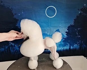贵宾犬欧陆装合集