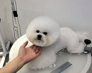 可以从哪些方面查看狗狗的健康