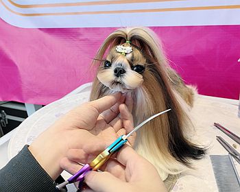 西施犬美容